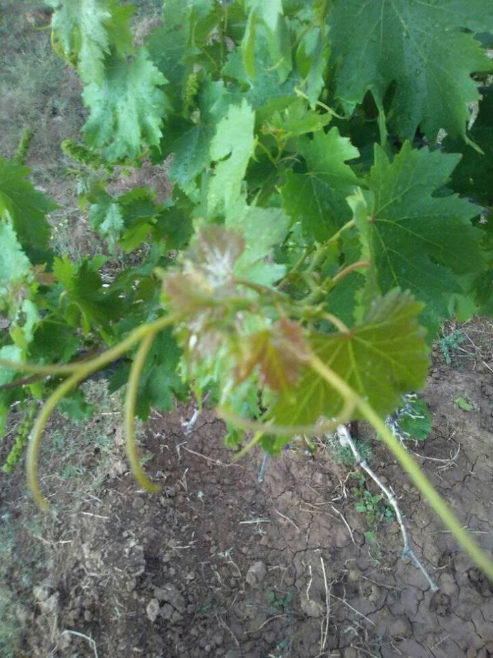 18194220_10211387906844959_1886069057496751374_n