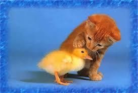 القطط لا تاكل الكتاكيت