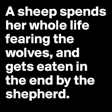 A_sheep