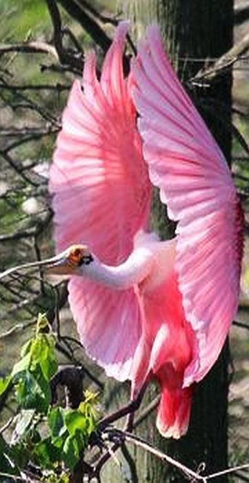 Male_Spoonbill_returning_to_the_nest_where_the_female_is_arranging_it___Photograph_by__Alfred_Calabre