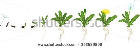 stock-vector-life-cycle-of-dandelion-353589899