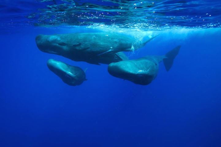 christopherswann8Spermwhales