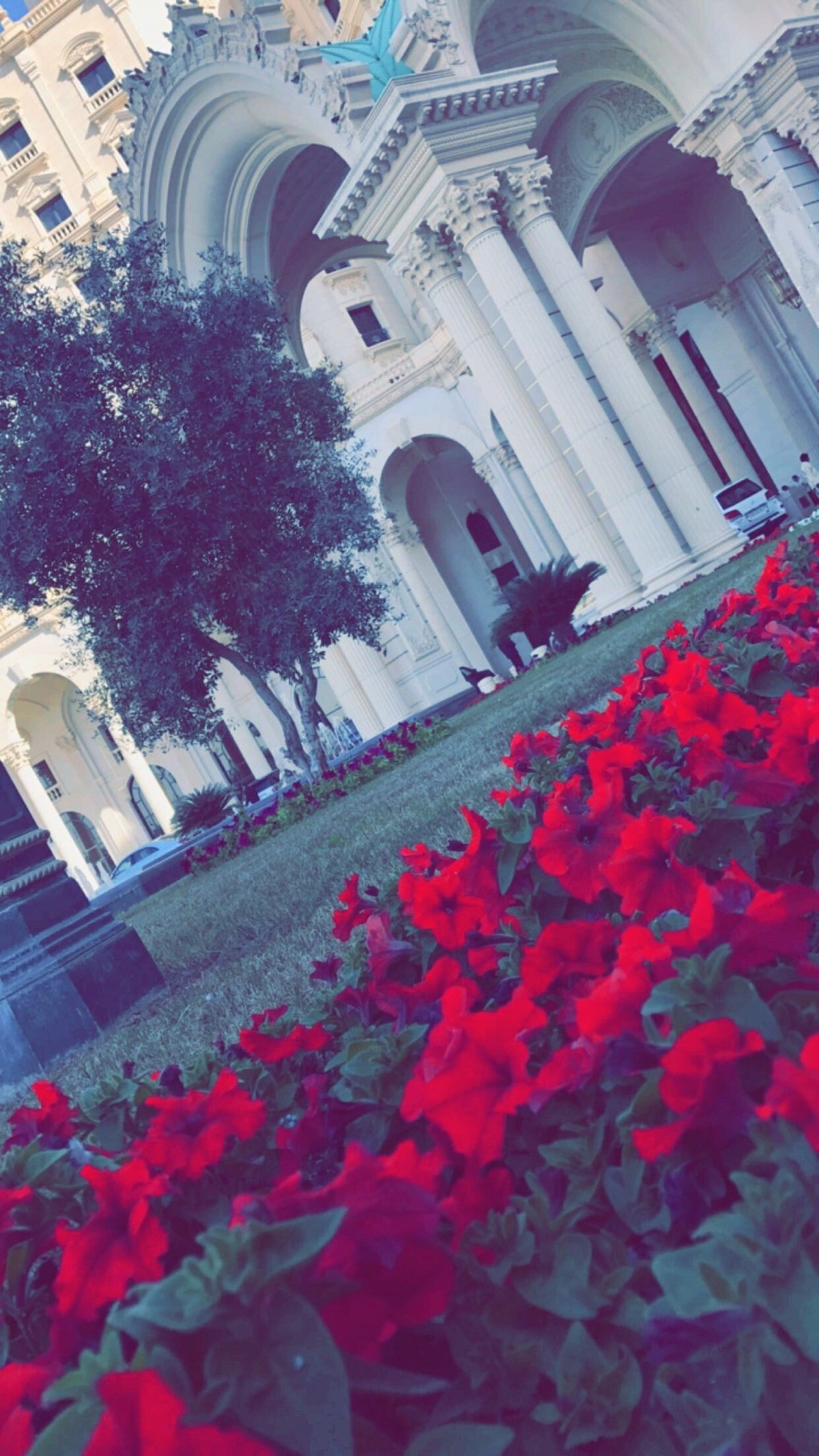 الورد الاحمر