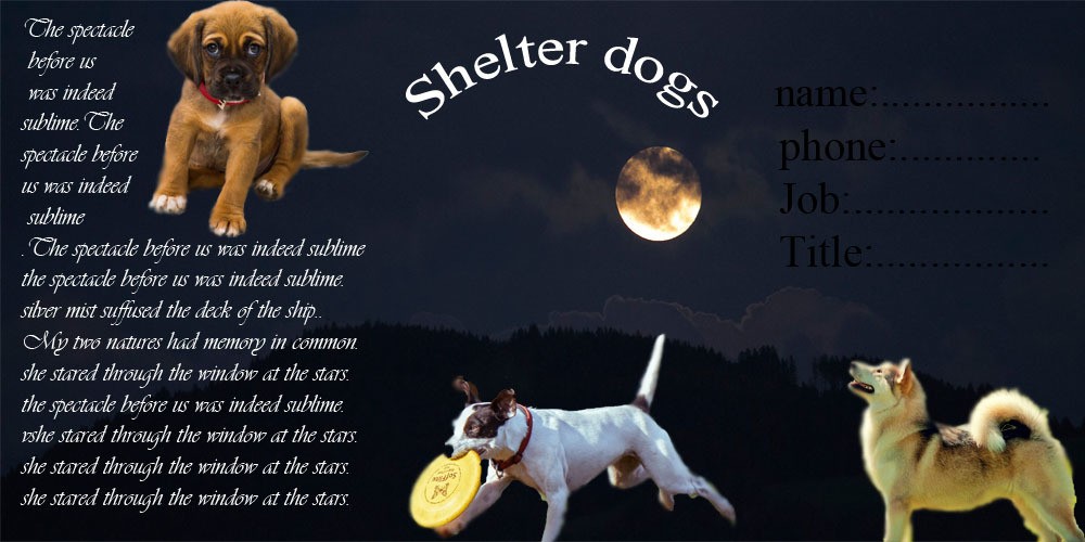 Shelter_dogs2