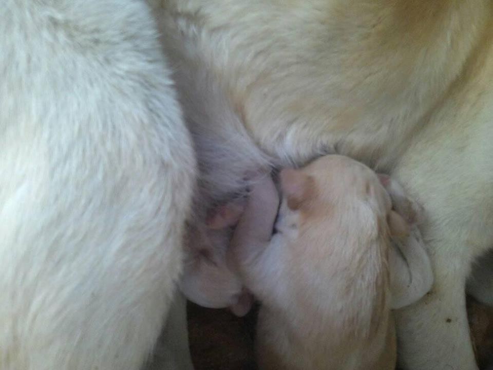 17426034_10211072365116613_8037457235857519258_n