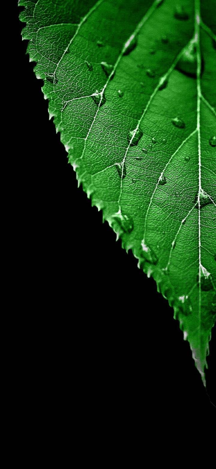 AMOLED_green_leaf-b97ae45b-dfb5-4ede-88eb-d4e8bfe8002f