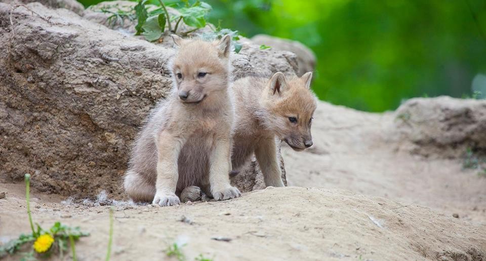 13327419_10156928242435654_1539456150539163041_n