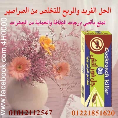 الحل الفريد والمريح للتخلص من الصراصير