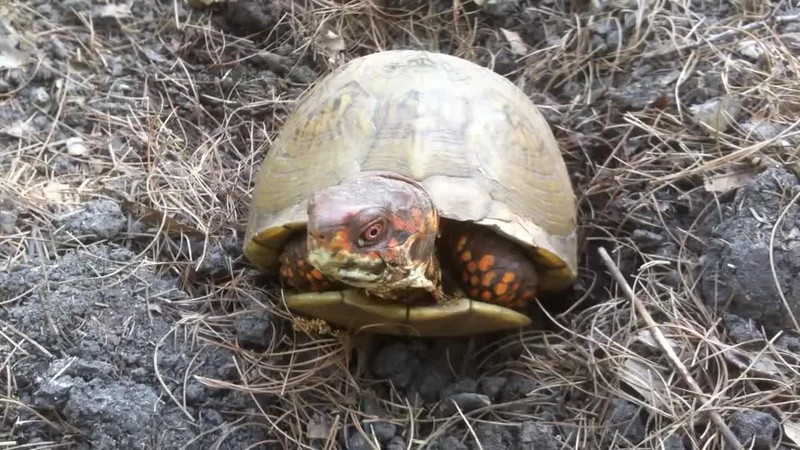Shy_Box_Turtle_Comes_Out_of_Shell_-_YouTube