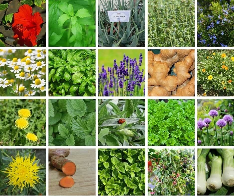 Medicinal-Plants-You-Can-Grow-In-Your-Garden