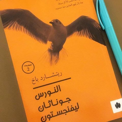النورس