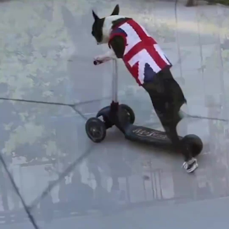 13180167_1159542164098495_1716928767_n