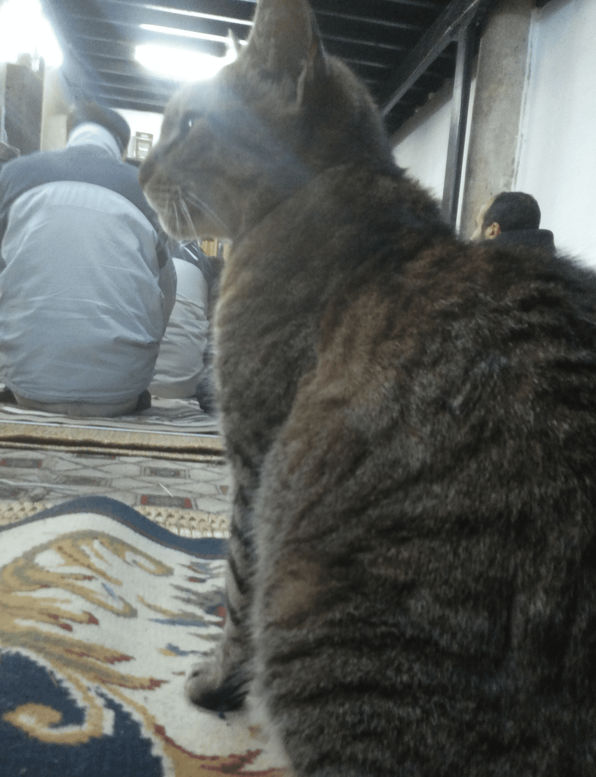 cat1