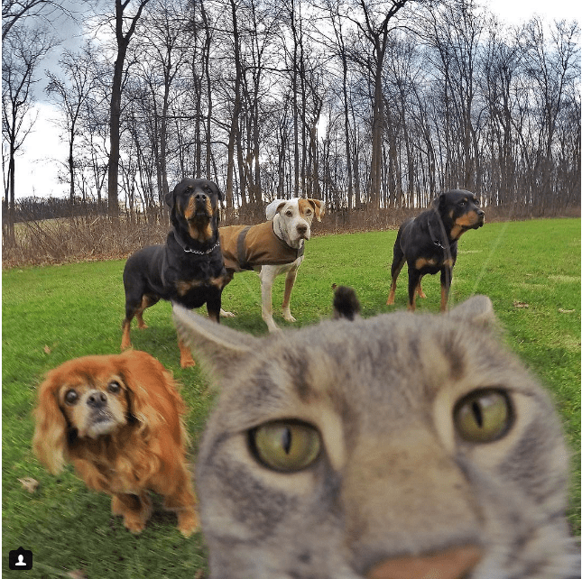 Manny_the_Cat_Has_Mastered_the_Art_of_the_Selfie_2016-04-05_22-18-02