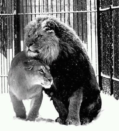 11750713_795017467278692_1305209246969953484_n