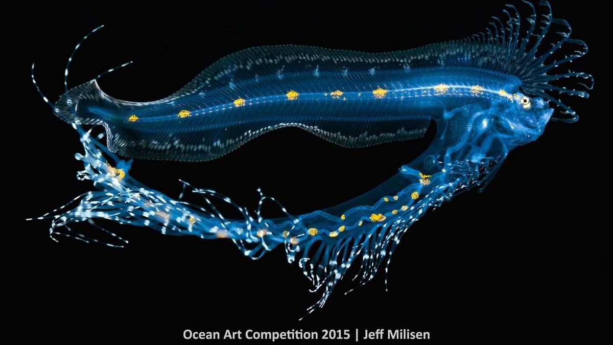 http---mashable.com-wp-content-gallery-underwater-marine-photography-1