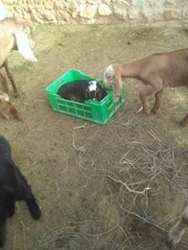 16832057_10210783380932189_3222461650079747748_n