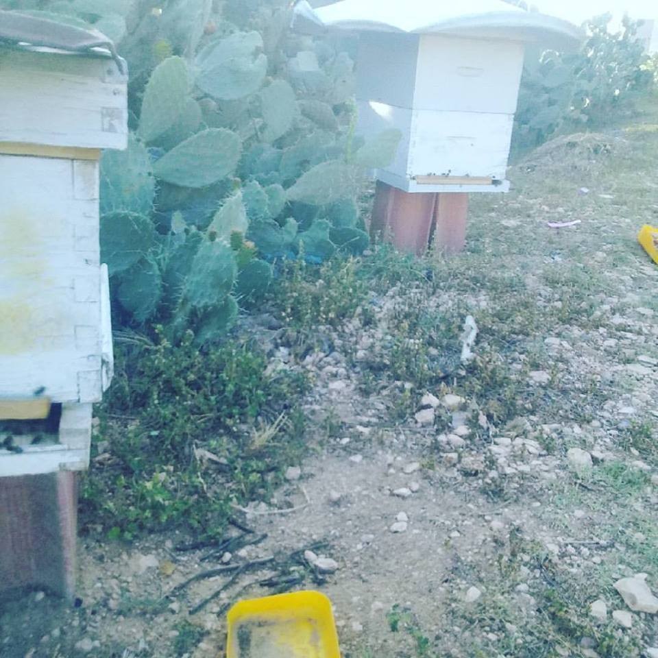 18485651_10211494477829167_6896277545882541316_n