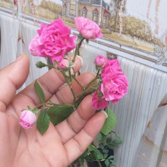 اིلཻعاིئلཻه_اིلཻكิرٰي᪸᪰مຼه____20210312_220901