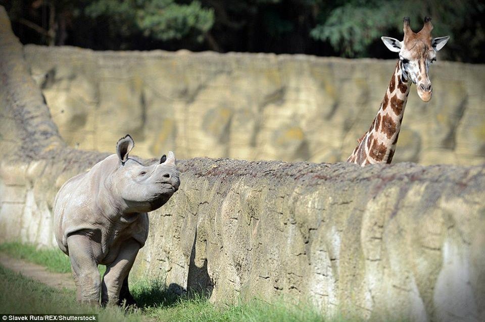 13442294_975965449185813_9156279497304653673_n