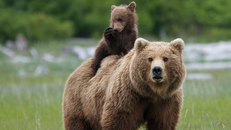 الدببة تحمي صغارها بالهجوم على البشر أو الحيوانات بمجرد الإقتراب منها !