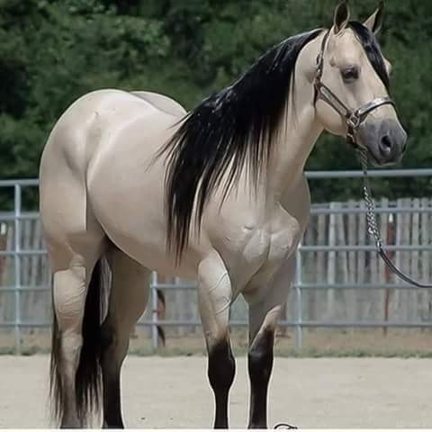 14329909_208820629532226_8227849895624560330_n