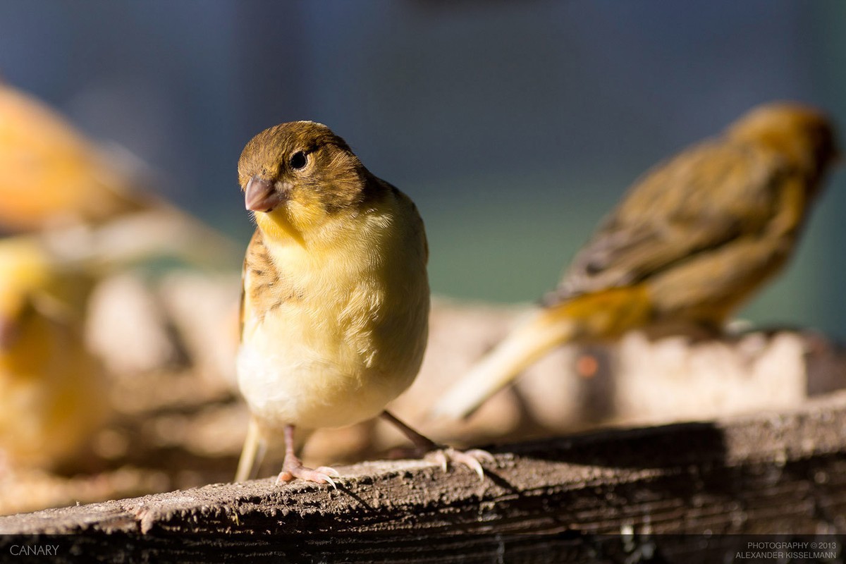 زيو زيو زيو ههههههه