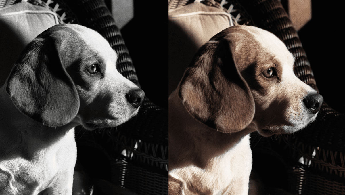 تلوين صورة رمادية الى ألوان 