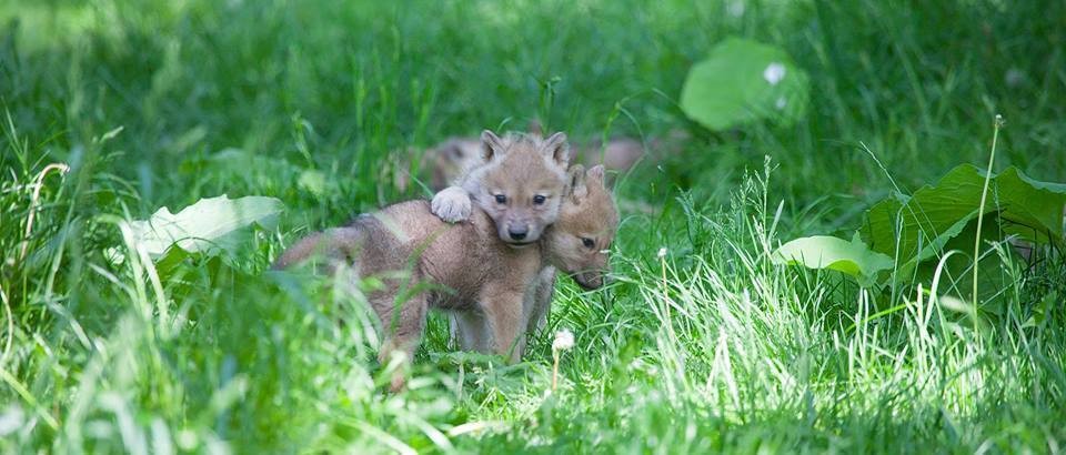 13406990_10156928241900654_5253448957520671163_n