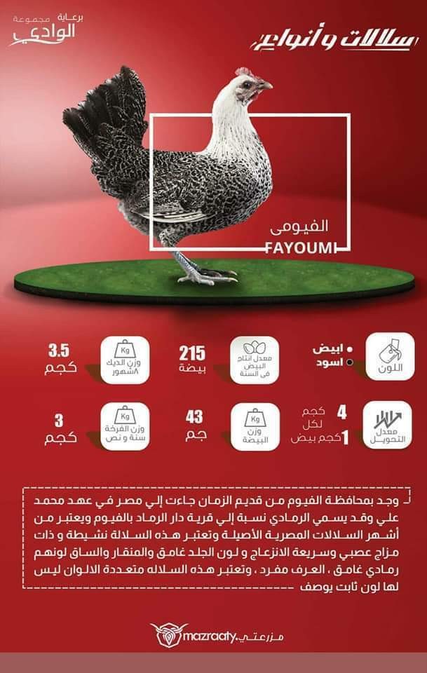 FB_IMG_1550854305171