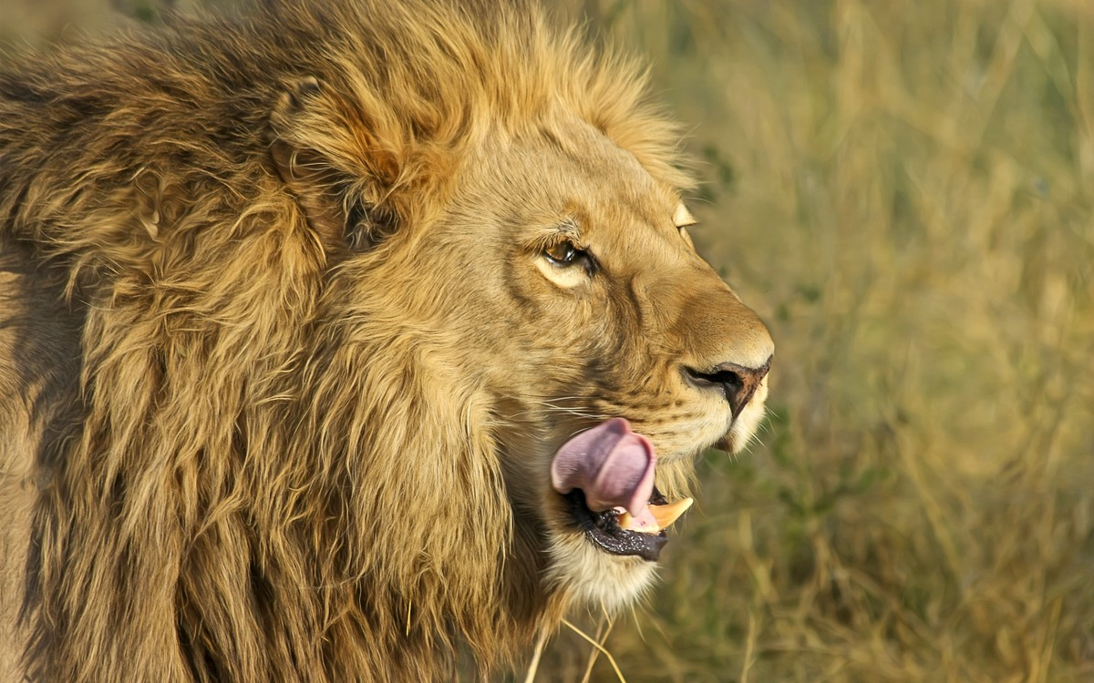 south_african_lion-wide