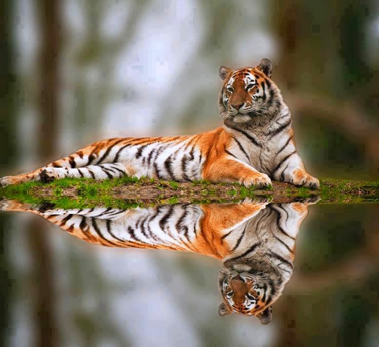 Wonderful_reflection_of_the_magnificent_Bengal_tiger.