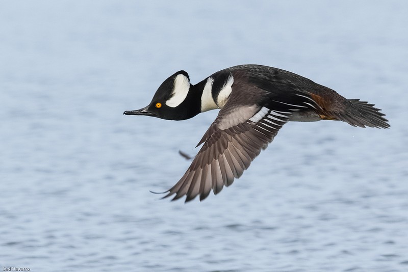 24015106975_a98080c008_b