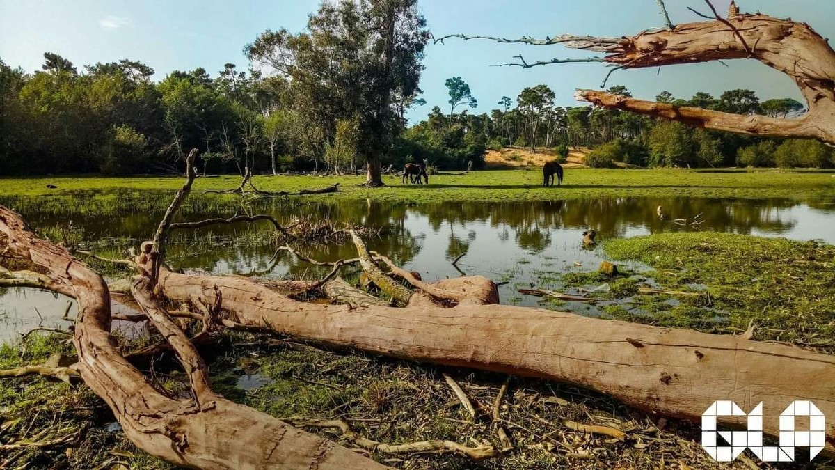 15129016_1852078501694401_743646706001591282_o