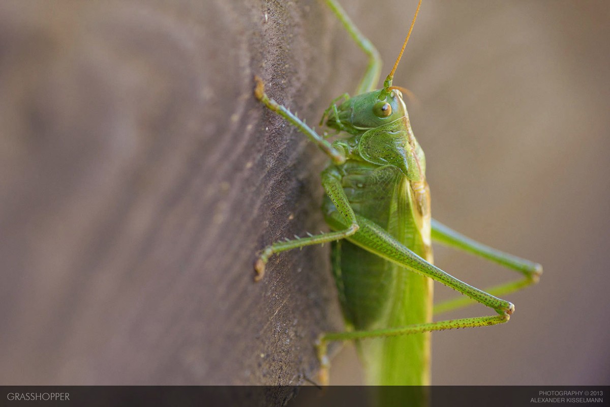 خخخخخخخخخخخخخخ