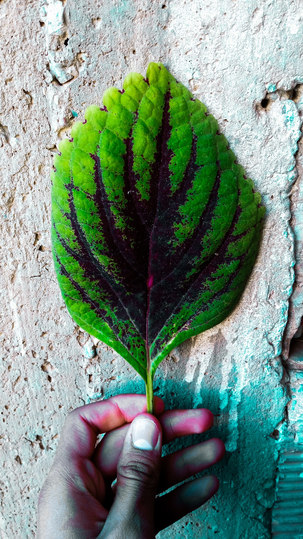 ورقة شجر خضراء خلفية للهاتف