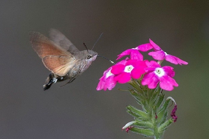 العثة الطنانة