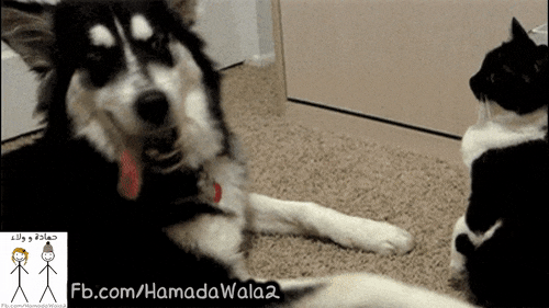 ما_تيجي_يا_قطة