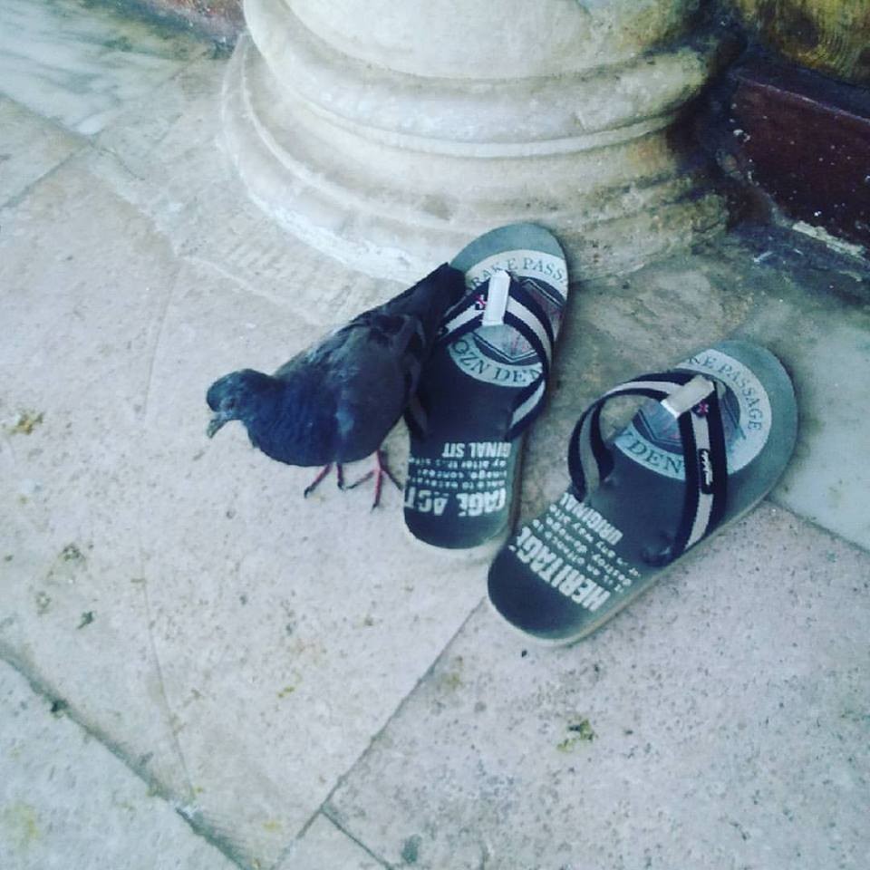 20638028_10212277823612322_7115775059094471847_n