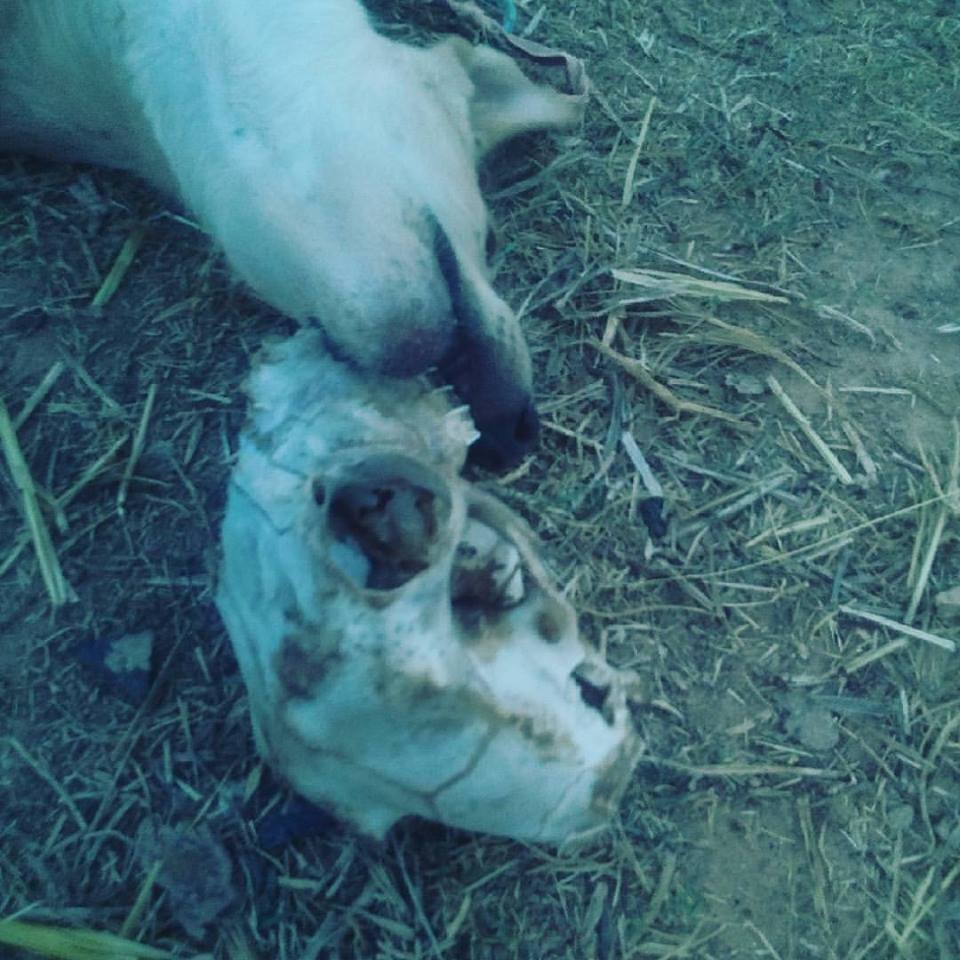 20294150_10212188446857959_2369227258688402921_n