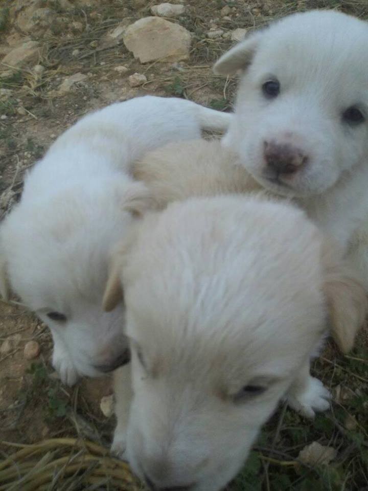 17991055_10211253590647138_8008538597118589708_n