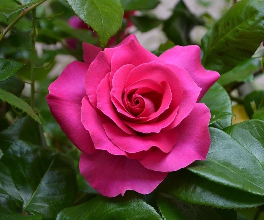 flower-rosa-flowers-roses-red-rose-pink-garden