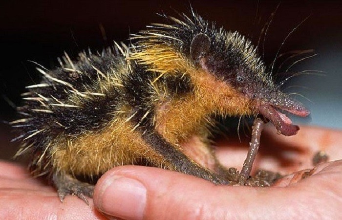 The_Lowland_Streaked_Tenrec
