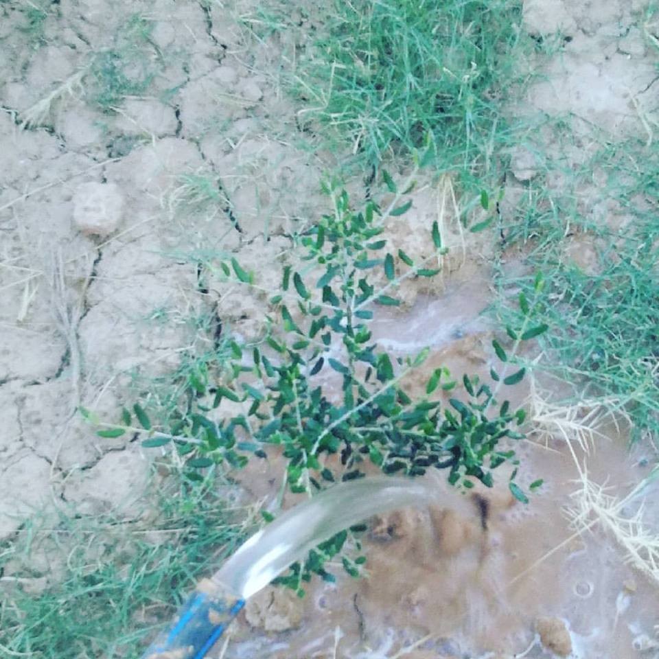 19665113_10212017269098622_7418657216346865242_n