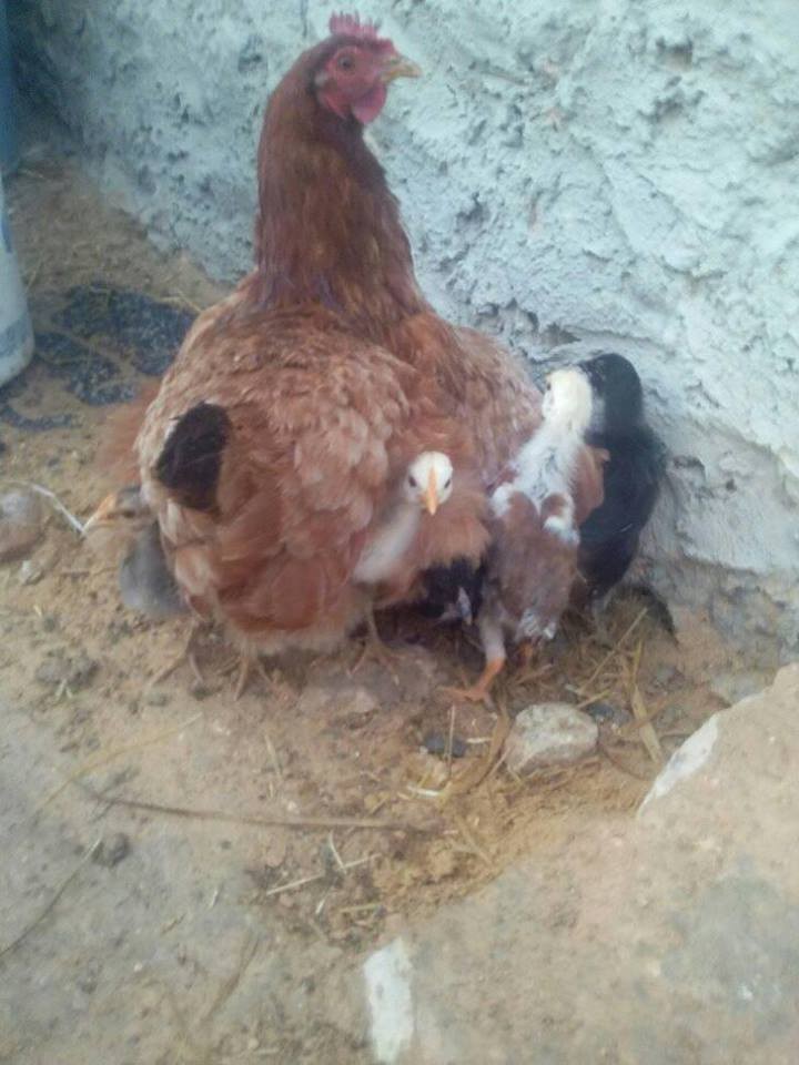 17884273_10211223528375600_5454728961892130258_n