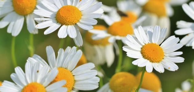 فائدة_نبات_البابونج