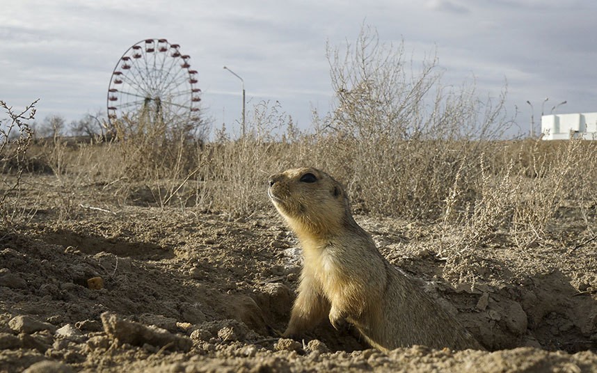 POTD_gopher__3597649k