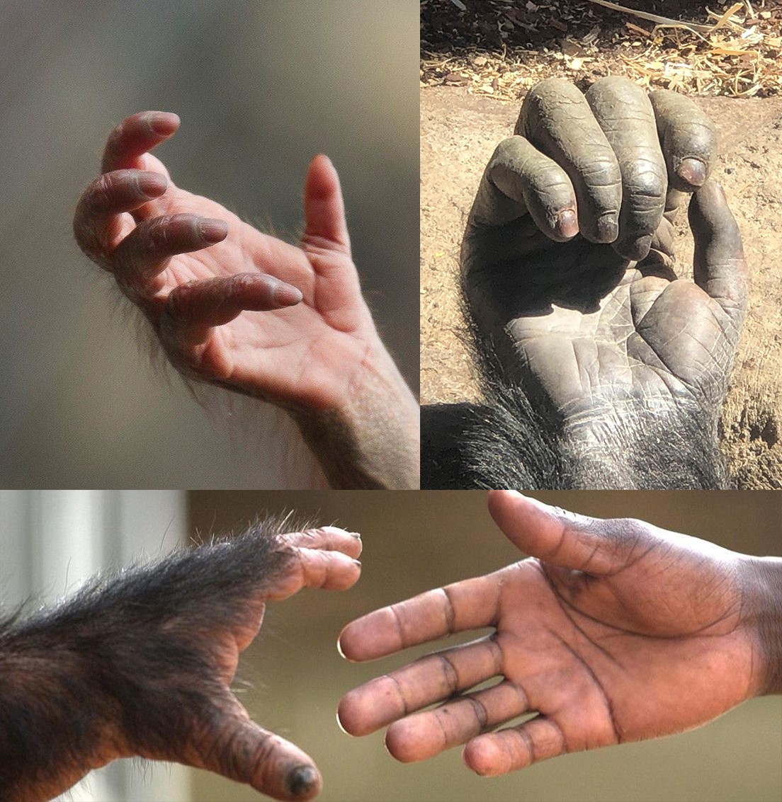 49343445_10159231418_1191547906436366336_n