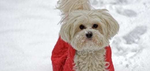 Which-Dog-Breeds-Require-Coats-in-the-Winter-Rangers-Dog-520x245