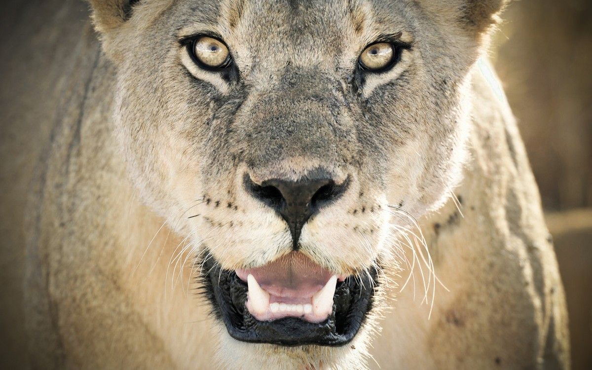 lioness-wide